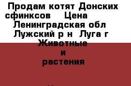 Продам котят Донских сфинксов. › Цена ­ 4 000 - Ленинградская обл., Лужский р-н, Луга г. Животные и растения » Кошки   . Ленинградская обл.